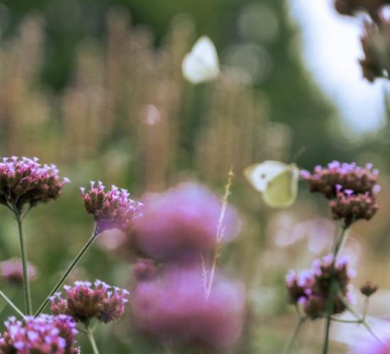 nicovgfilms-habitus-129-1666099819