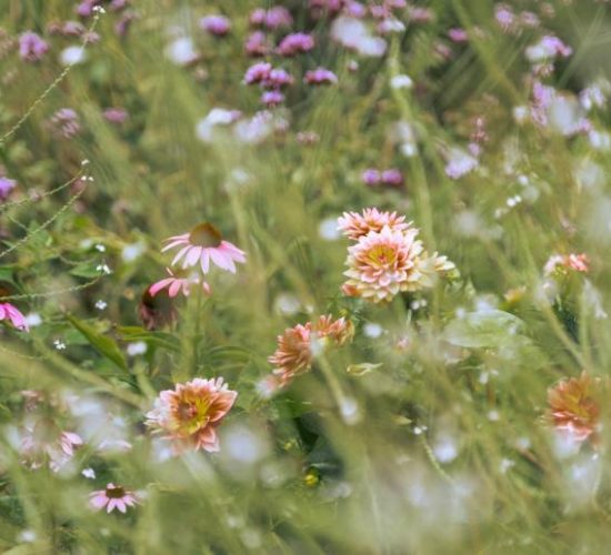 nicovgfilms-habitus-133-1666099823