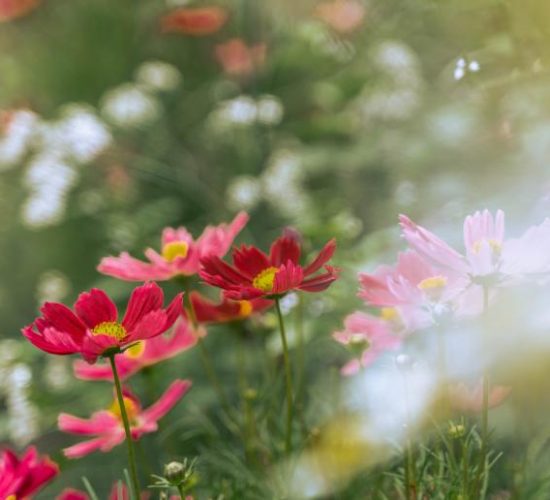 nicovgfilms-habitus-134-1666099822